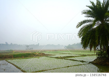 Tropical Rice Paddy Fields with Young Seedlings and Palm Tree Under Misty White Sky Tropical Rice Paddy Fields with Young Seedlings and Palm Tree Under Misty White Sky 138516748