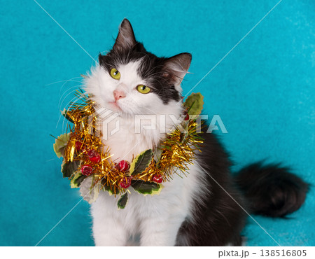 Portrait of an adorable black and white longhair cat wearing a Christmas wreath on a blue background. Christmas concept Portrait of an adorable black and white longhair cat wearing a Christmas wreath on a blue background. Christmas concept 138516805