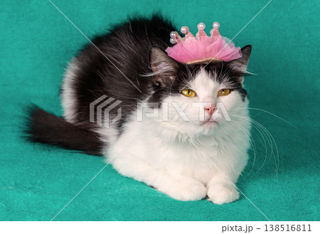 A beautiful black and white cat with a pink crown on its head against a green background. Christmas theme A beautiful black and white cat with a pink crown on its head against a green background. Christmas theme 138516811