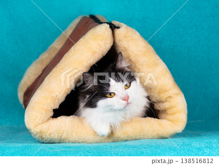Beautiful, cute black and white long-haired cat sitting in a soft, warm, and breathable triangular cat house. The cat in a tunnel on a blue background 138516812