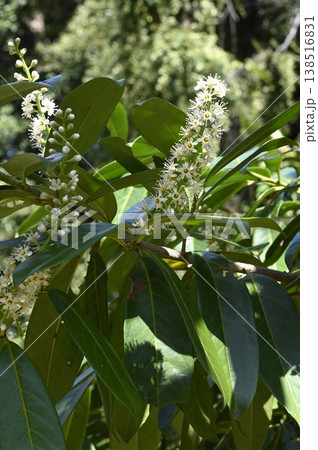 セイヨウバクチノキの花 138516831