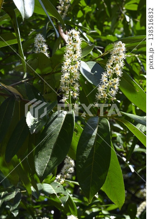 セイヨウバクチノキの花 セイヨウバクチノキの花 138516832