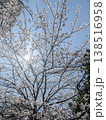 桜の間から覗く太陽 138516958