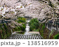 川崎市麻生川の満開の桜と赤い橋 138516959