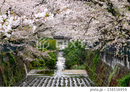 川崎市麻生川の満開の桜と赤い橋 川崎市麻生川の満開の桜と赤い橋 138516959
