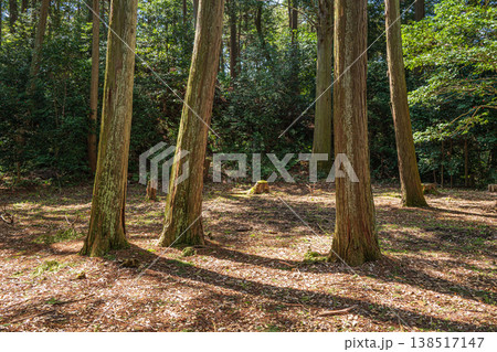 安土城跡の樹林風景 滋賀県近江八幡市安土 安土城跡の樹林風景 滋賀県近江八幡市安土 138517147