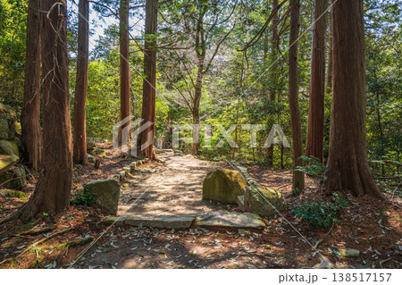 安土城跡の樹林風景　滋賀県近江八幡市安土 138517157