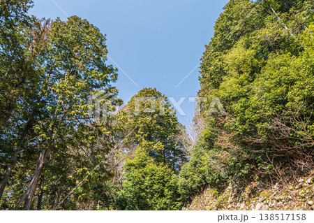 安土城跡の樹林風景 滋賀県近江八幡市安土 安土城跡の樹林風景 滋賀県近江八幡市安土 138517158