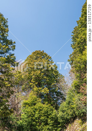 安土城跡の樹林風景　滋賀県近江八幡市安土 138517159
