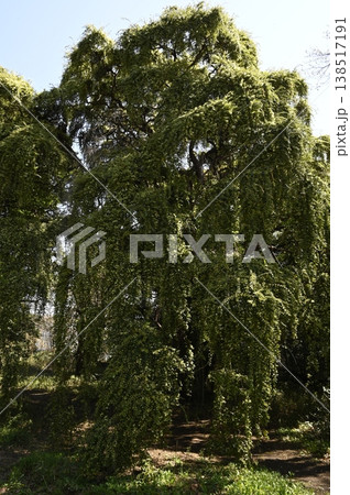 白い花をつけるトキワマンサク 138517191