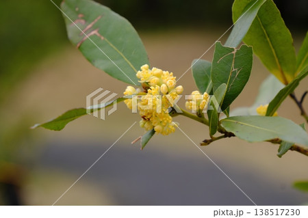 月桂樹の花 月桂樹の花 138517230