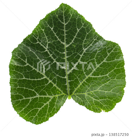 Pumpkin leaves isolated on a white background. Pumpkin leaves isolated on a white background. 138517250