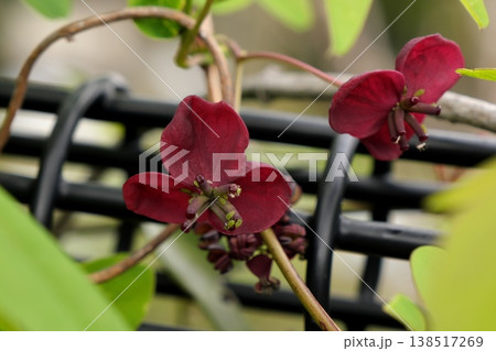 ゴヨウアケビの花 ゴヨウアケビの花 138517269