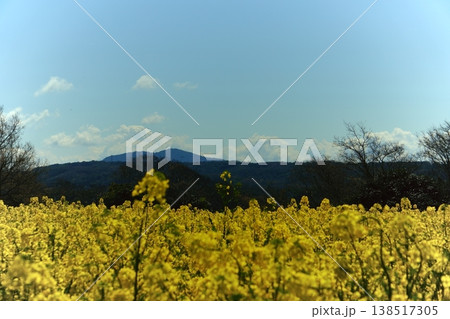 青空と山並みを背景に広がる菜の花畑 青空と山並みを背景に広がる菜の花畑 138517305