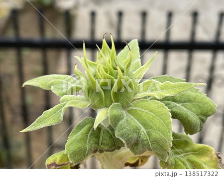 Young Sunflower Bud Helianthus Annuus Growing In Garden Close-up 138517322