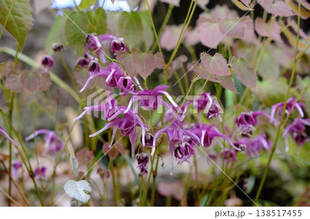 トキワイカリソウの花 トキワイカリソウの花 138517455
