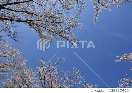 青空をバックにした満開の桜の木 138517490