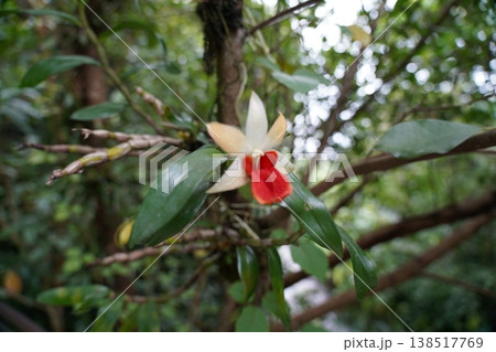 Blooming Dendrophylax lindenii Ghost Orchid Close Up 138517769