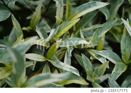 Variegated Plant Close Up Green and White Leaves Variegated Plant Close Up Green and White Leaves 138517775