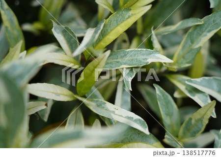 Close up of Euonymus fortunei leaves Close up of Euonymus fortunei leaves 138517776