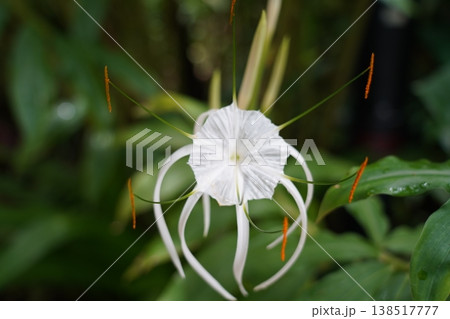 Crinum Lily in Bloom Exotic White Flower Close Up Crinum Lily in Bloom Exotic White Flower Close Up 138517777