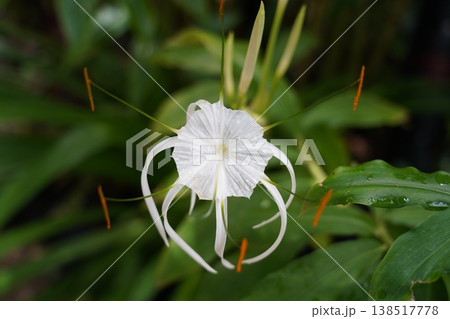 Delicate White Spider Lily Flower Close Up Delicate White Spider Lily Flower Close Up 138517778