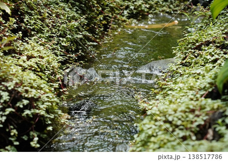 Water Flowing Through Lush Green Plants Over Rocks Water Flowing Through Lush Green Plants Over Rocks 138517786
