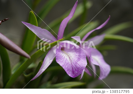 Beautiful Cattleya Orchid Blossom Close Up Photography 138517795