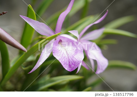 Striking Lavender Laelia Orchid Flower Close Up 138517796