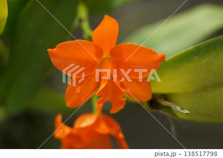 Cattleya Aurantiaca Orchid Blooming in Detail Cattleya Aurantiaca Orchid Blooming in Detail 138517798