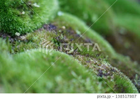 Lush Green Moss Macro Close-up Nature Scene Lush Green Moss Macro Close-up Nature Scene 138517807