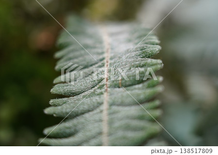 Close Up of Fern Frond Detail Green Nature Shot Close Up of Fern Frond Detail Green Nature Shot 138517809