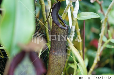 Nepenthes Pitcher Plant Close Up Tropical Flora 138517812