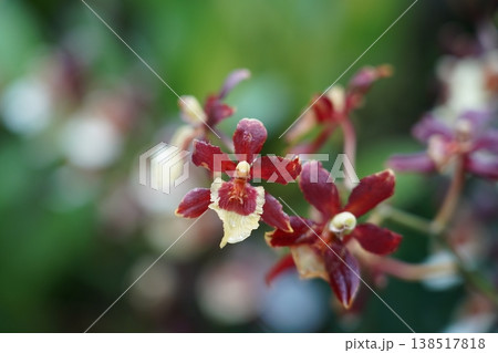 Maroon and Cream Orchid Flower Close Up Photo Maroon and Cream Orchid Flower Close Up Photo 138517818