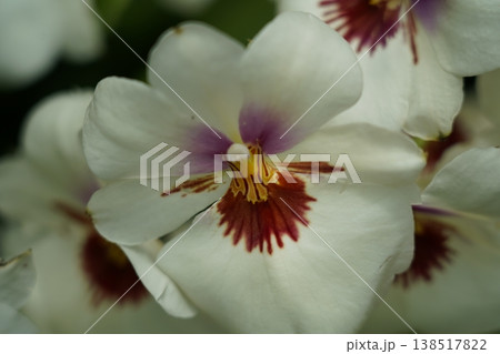 White Orchid Flower Close Up Delicate Bloom White Orchid Flower Close Up Delicate Bloom 138517822