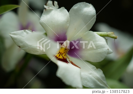 Elegant Miltoniopsis Orchid Bloom Close Up Elegant Miltoniopsis Orchid Bloom Close Up 138517823