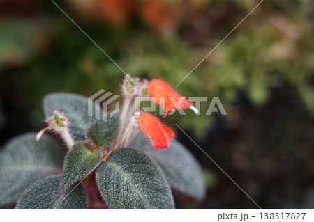 Beautiful Episcia Cupreata plant with vibrant red flowers Beautiful Episcia Cupreata plant with vibrant red flowers 138517827