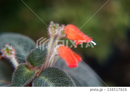 Beautiful Red Lipstick Plant Aeschynanthus Radicans Beautiful Red Lipstick Plant Aeschynanthus Radicans 138517828