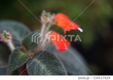 Beautiful Episcia Cupreata Flowers and Foliage Beautiful Episcia Cupreata Flowers and Foliage 138517829