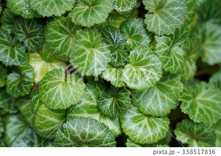 Kobusianum Leaves Close Up View Green Plants Background Kobusianum Leaves Close Up View Green Plants Background 138517836