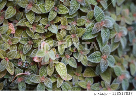 Close-up of a Pilea involucrata Friendship Plant Close-up of a Pilea involucrata Friendship Plant 138517837