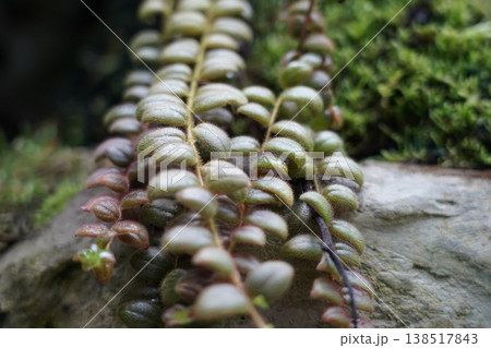 Button Fern Davallia repens on Rock Close Up 138517843