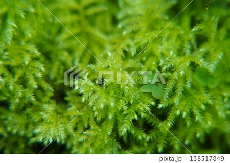 Close Up of Green Moss Detailed Natural Texture Close Up of Green Moss Detailed Natural Texture 138517849