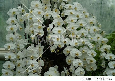 Abundance of White Moth Orchids Blooming Beautifully 138517853