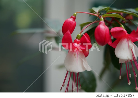 Beautiful Fuchsia Flowers in Bloom Garden Scene Beautiful Fuchsia Flowers in Bloom Garden Scene 138517857