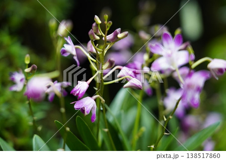 Purple and White Dendrobium Orchid Flowers Blooming 138517860
