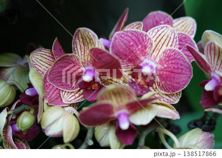 Beautiful Striped Orchid Blooms Floral Photography Beautiful Striped Orchid Blooms Floral Photography 138517866