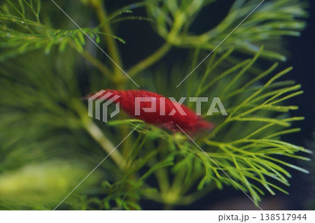 Red Cherry Shrimp Underwater Plant Life Macro Shot 138517944