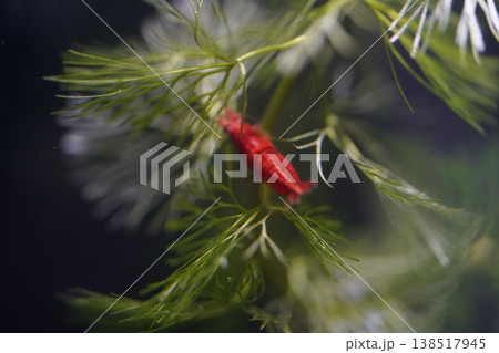 Cherry Shrimp in Aquatic Plant Close Up Photograph Cherry Shrimp in Aquatic Plant Close Up Photograph 138517945
