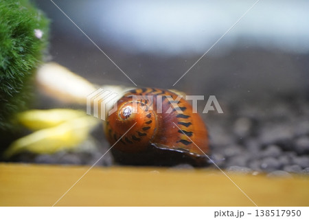 Close up of a Clithon Corona snail in aquarium Close up of a Clithon Corona snail in aquarium 138517950